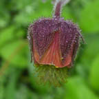 Geum rivale L.