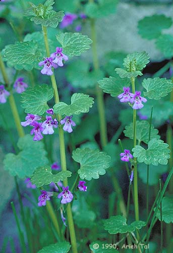 Glechoma hederacea L.