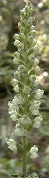 Goodyera pubescens (Willd.) R. Br. ex Ait. f.