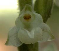 Goodyera pubescens (Willd.) R. Br. ex Ait. f.