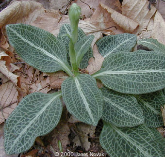 Goodyera pubescens (Willd.) R. Br. ex Ait. f.