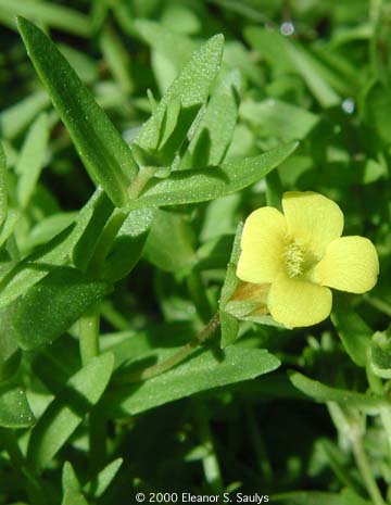 Gratiola aurea Pursh