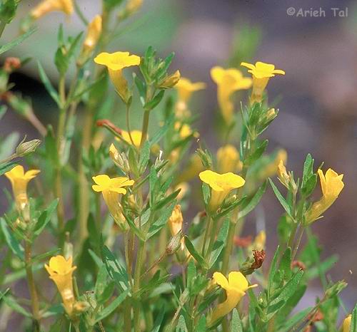 Gratiola aurea Pursh