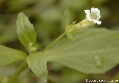 Gratiola neglecta Torr.