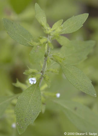 Hedeoma pulegioides (L.) Pers.