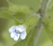 Hedeoma pulegioides (L.) Pers.