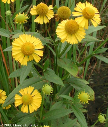 Helenium autumnale L.