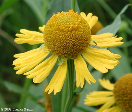 Helenium autumnale L.