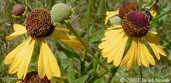 Helenium flexuosum Raf.