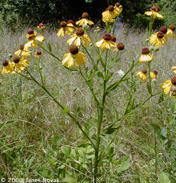 Helenium flexuosum Raf.