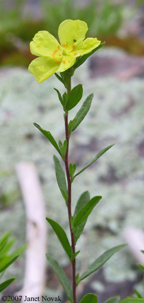 Helianthemum bicknellii Fernald