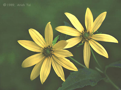 Helianthus decapetalus L.