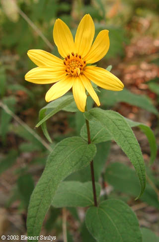 Helianthus divaricatus L.