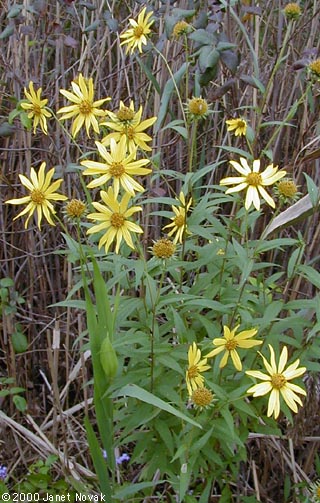Helianthus giganteus L.