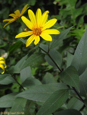Helianthus tuberosus L.