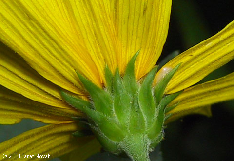 Helianthus tuberosus L.