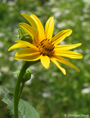 Heliopsis helianthoides (L.) Sweet