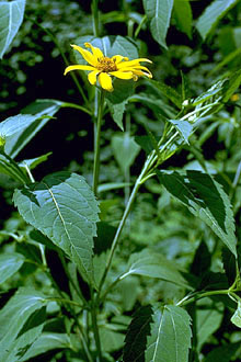 Heliopsis helianthoides (L.) Sweet