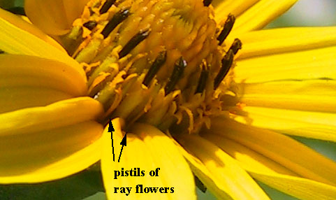 Heliopsis helianthoides (L.) Sweet