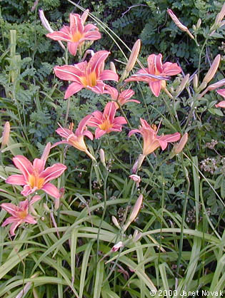 Hemerocallis fulva (L.) L.