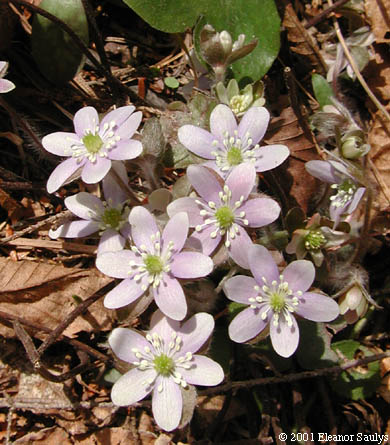Hepatica nobilis Schreb. var. obtusa (Pursh) Steyermark