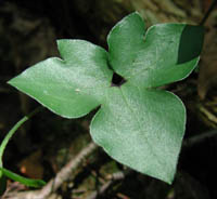 Hepatica nobilis Schreb. var. obtusa (Pursh) Steyermark