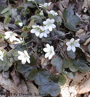 Hepatica nobilis Schreb. var. obtusa (Pursh) Steyermark