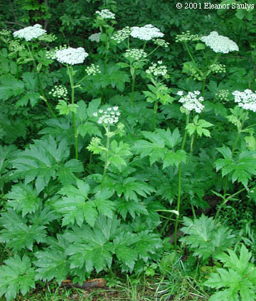 Heracleum maximum Bartr.