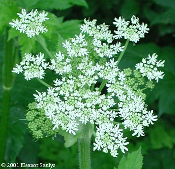 Heracleum maximum Bartr.