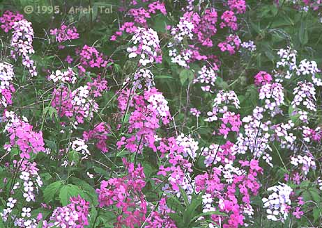Hesperis matronalis L.