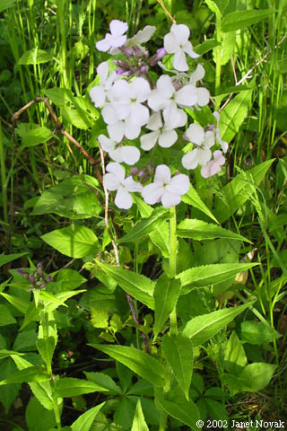 Hesperis matronalis L.