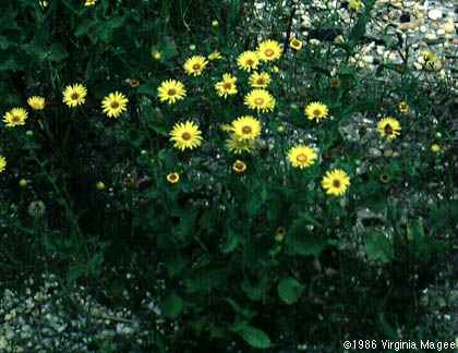 Heterotheca subaxillaris (Lam.) Britt. & Rusby