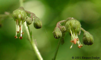 Heuchera americana L.