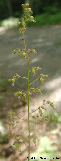 Heuchera americana L.