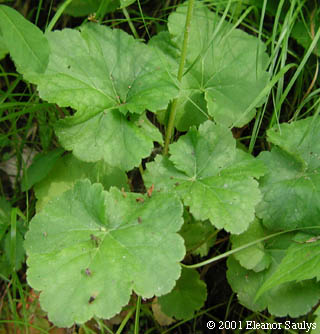 Heuchera americana L.