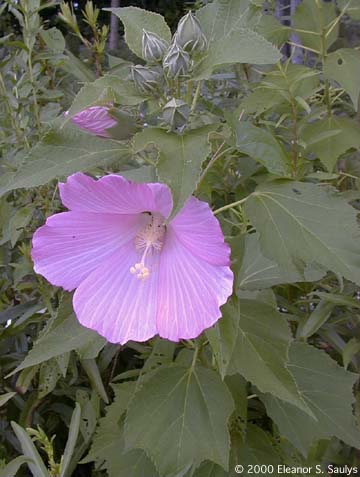 Hibiscus moscheutos L.