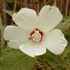 Hibiscus moscheutos L.