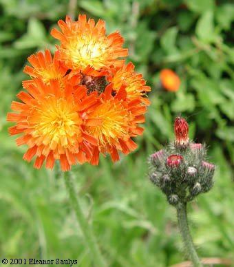 Hieracium aurantiacum L.
