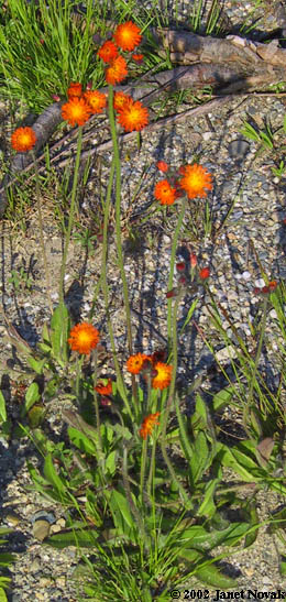 Hieracium aurantiacum L.