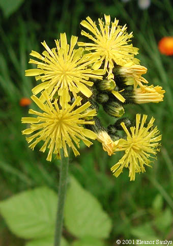 Hieracium caespitosum Dumort.