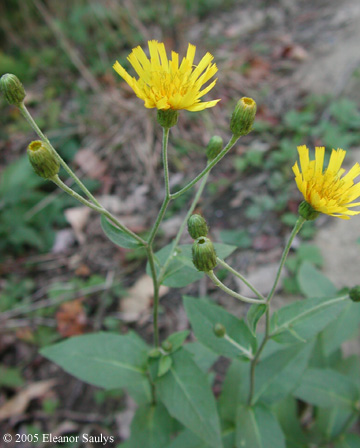 Hieracium canadense Michx.