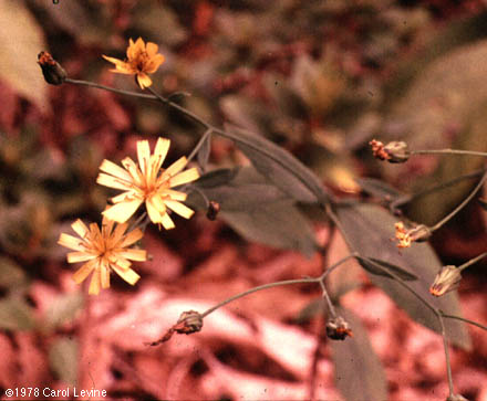 Hieracium paniculatum L.