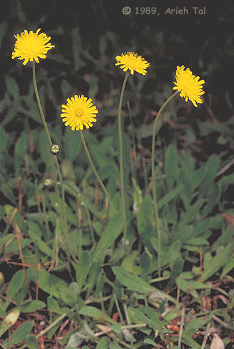 Hieracium pilosella L.