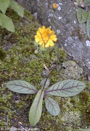 Hieracium venosum L.