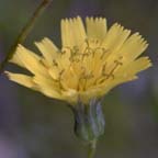 Hieracium venosum L.