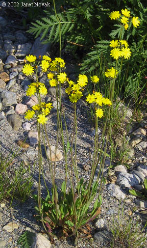 Hieracium X floribundum Wimmer & Grab. (pro sp.)