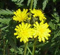 Hieracium X floribundum Wimmer & Grab. (pro sp.)