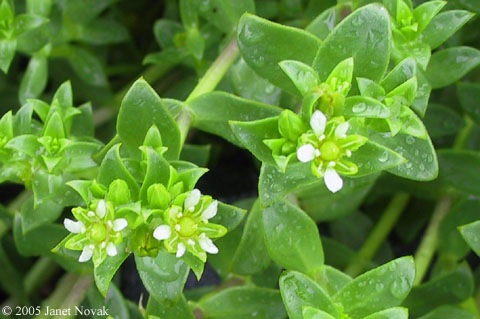 Honckenya peploides (L.) Ehrh.
