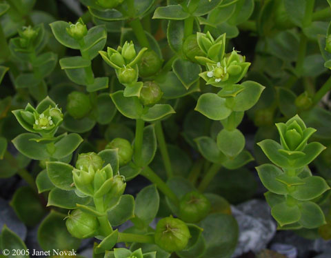 Honckenya peploides (L.) Ehrh.
