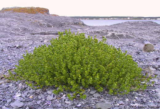 Honckenya peploides (L.) Ehrh.